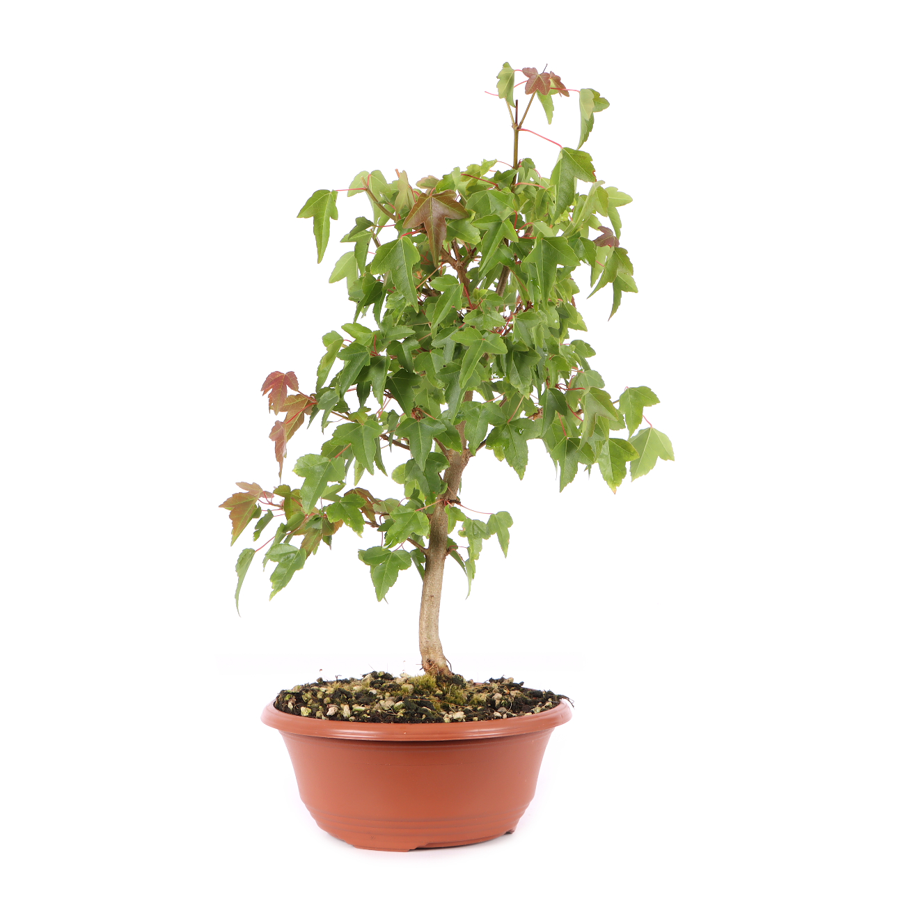 Acer buergerianum