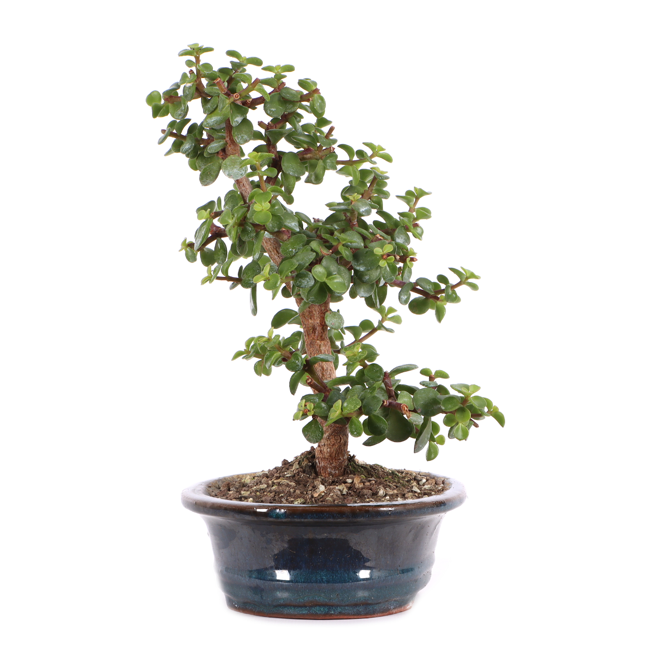 Portulacaria afra