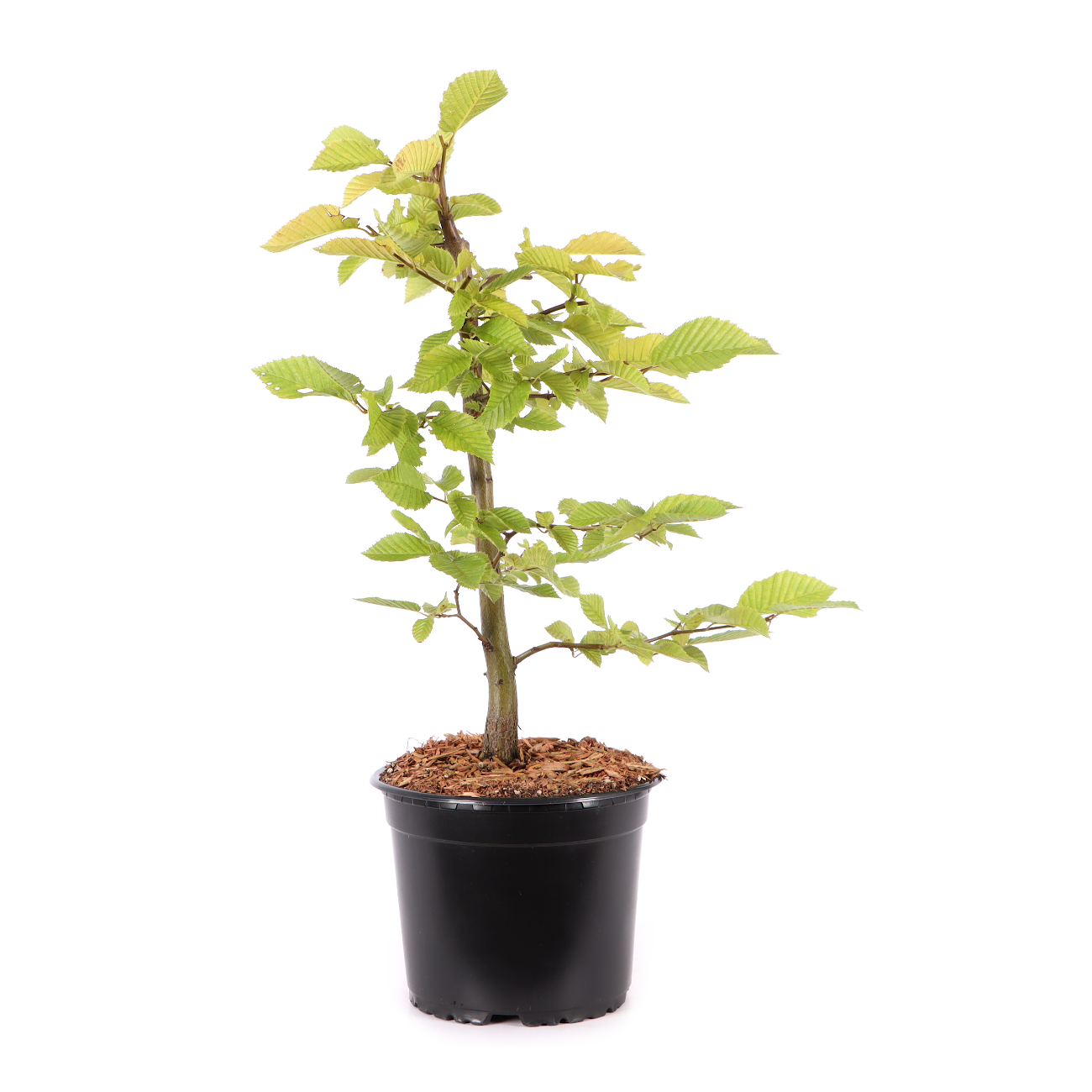 Carpinus betulus