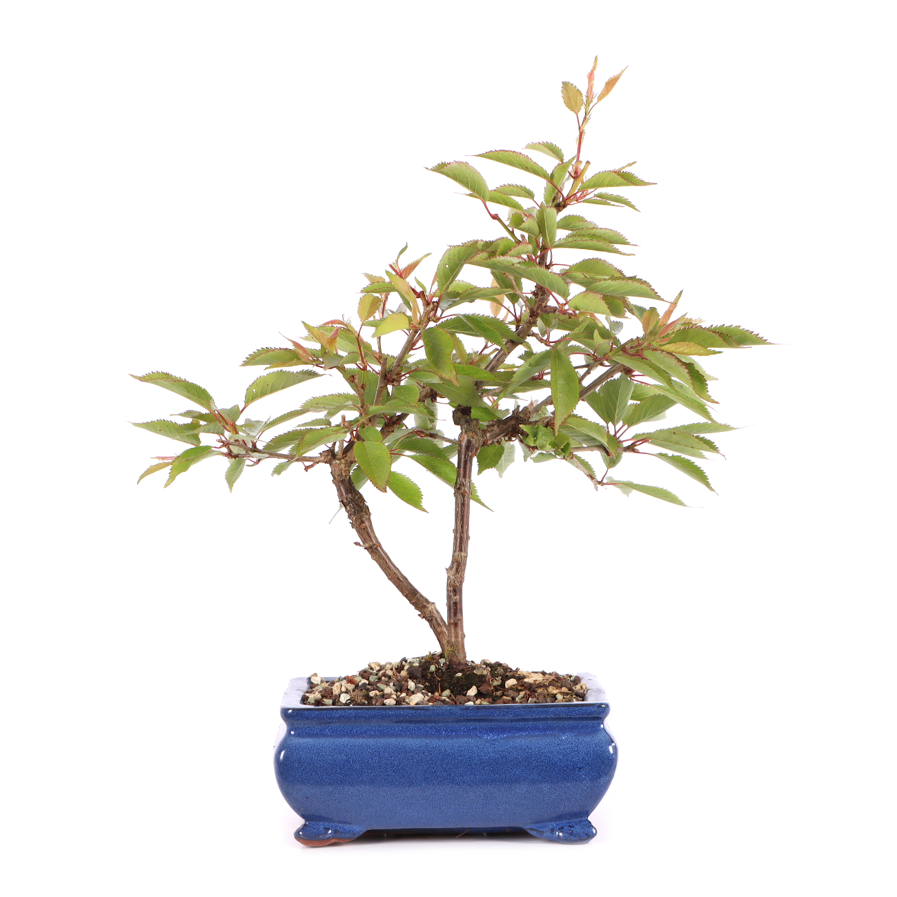 Prunus incisa 'Paean'