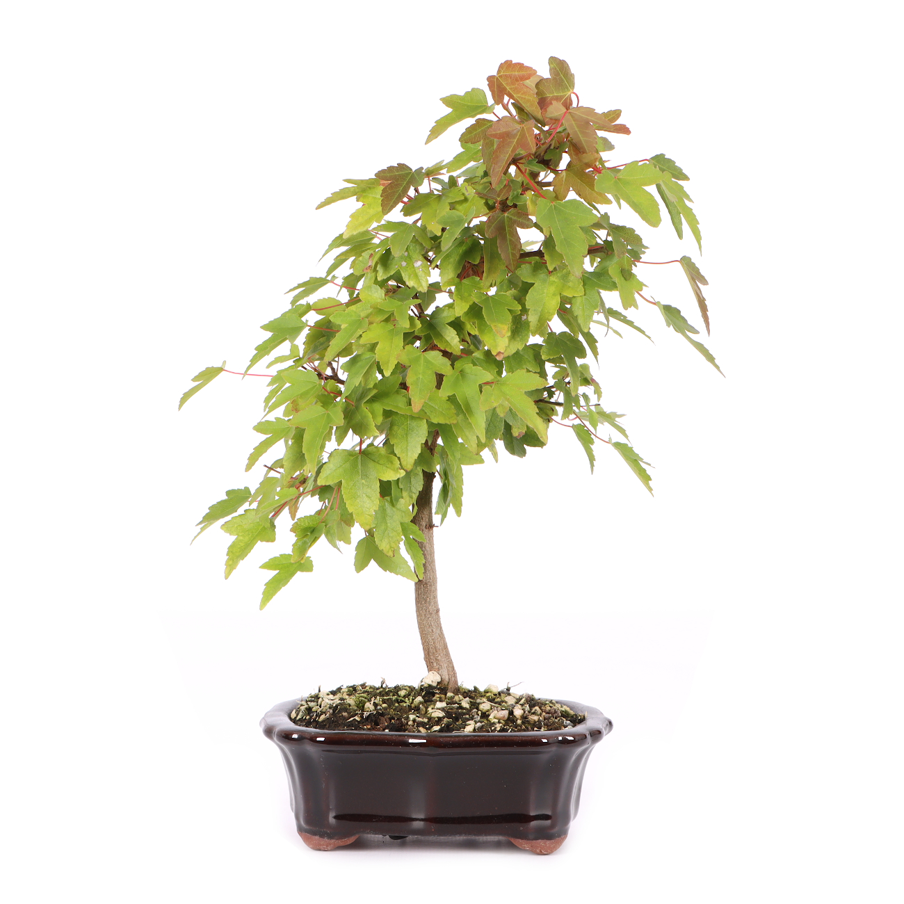 Acer buergerianum
