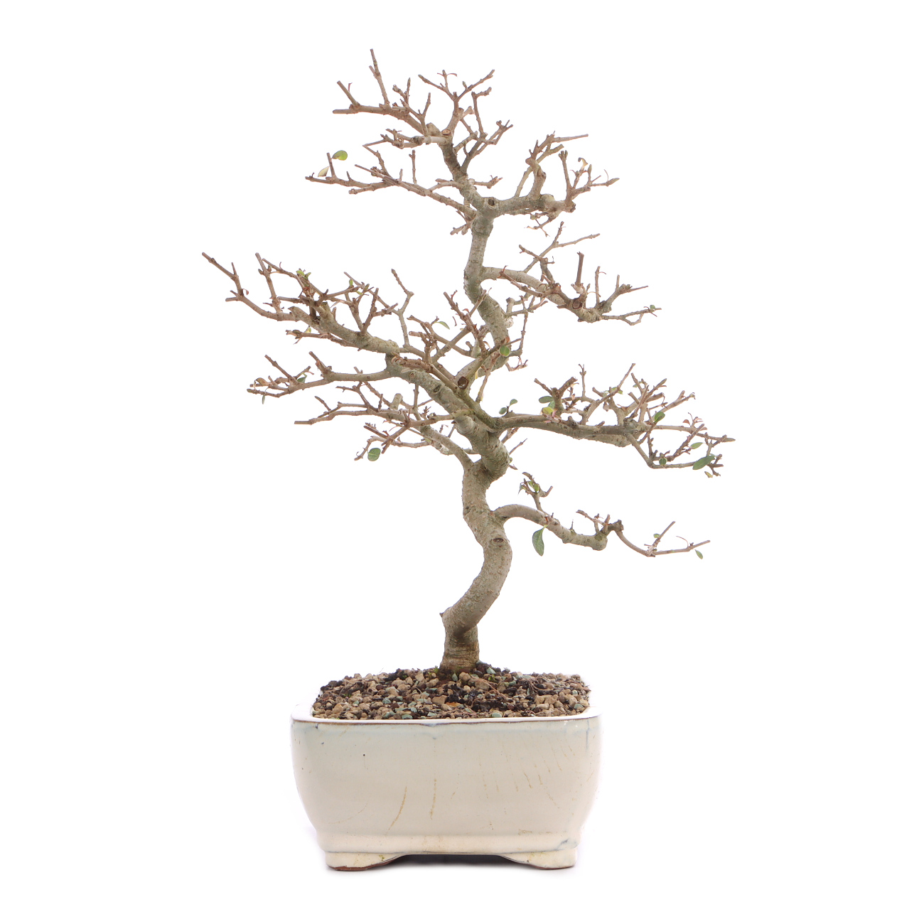 Ligustrum vulgare