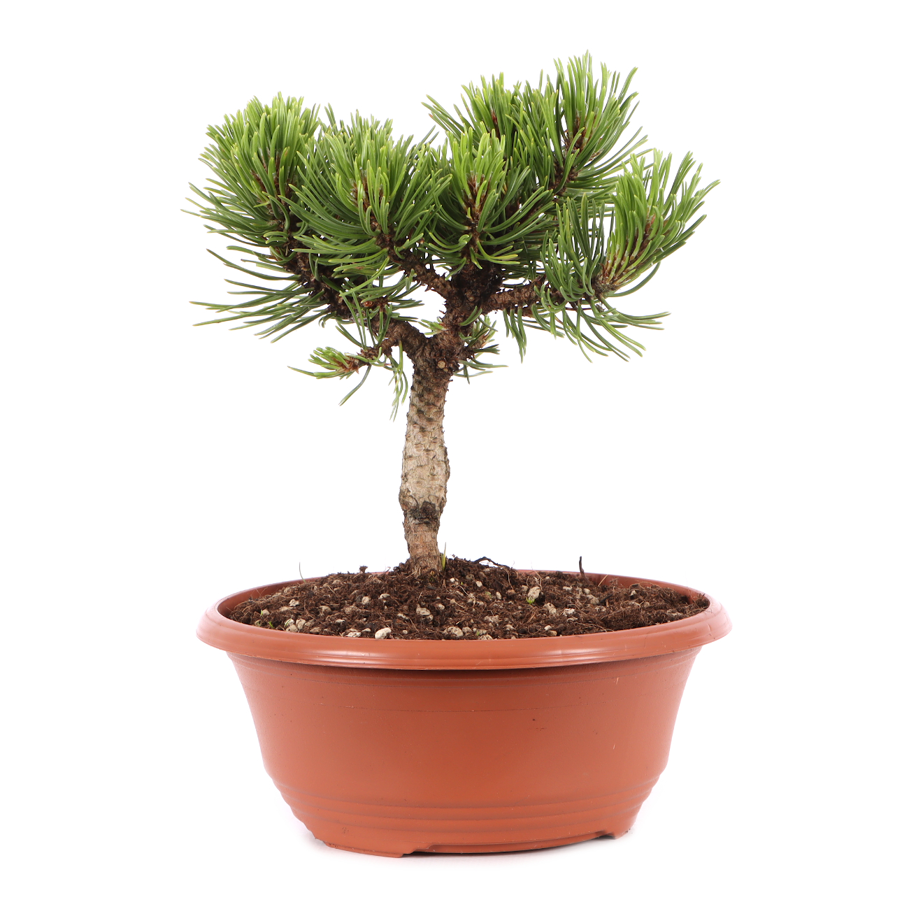 Pinus mugo 'Sherwood Compact'