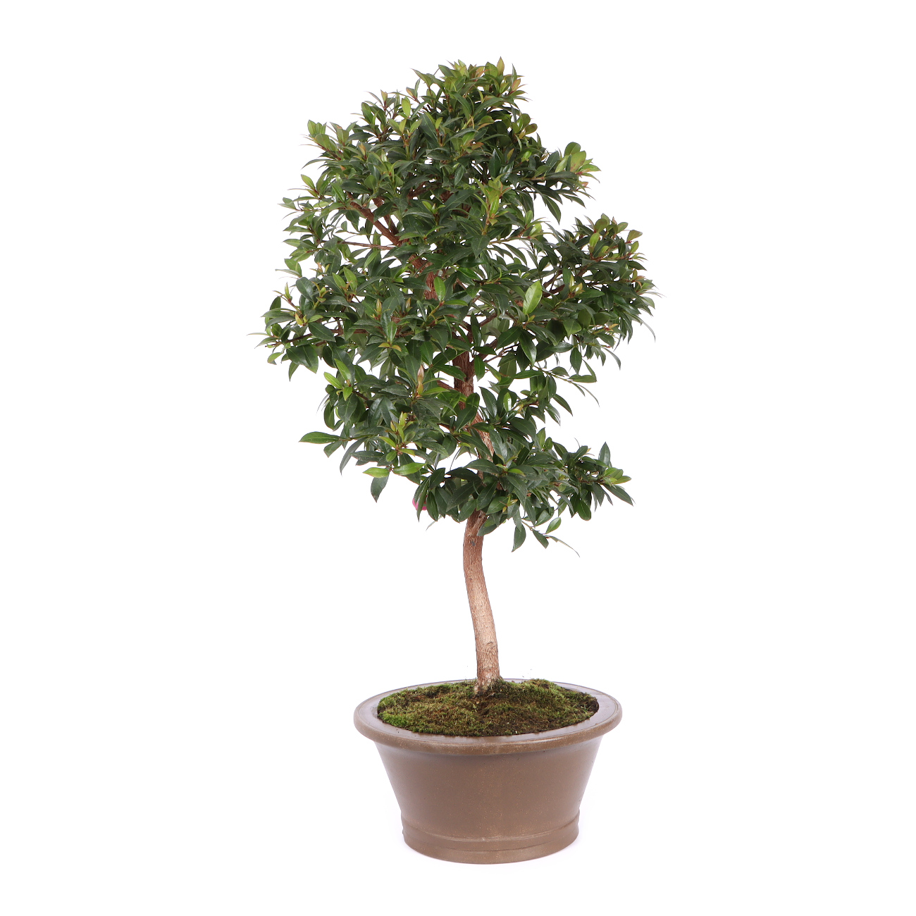 Seitenansicht rechts