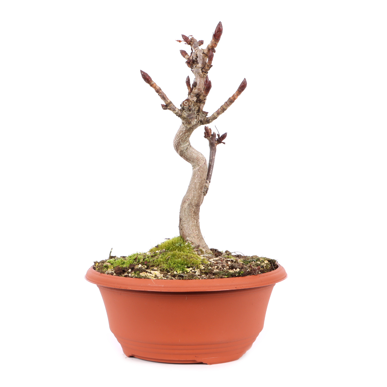 Aesculus hippocastanum