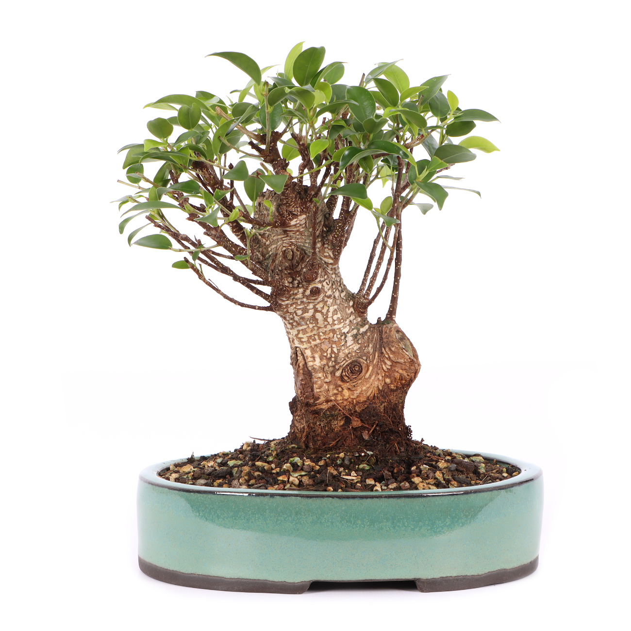 Ficus microcarpa 'Tiger Bark'