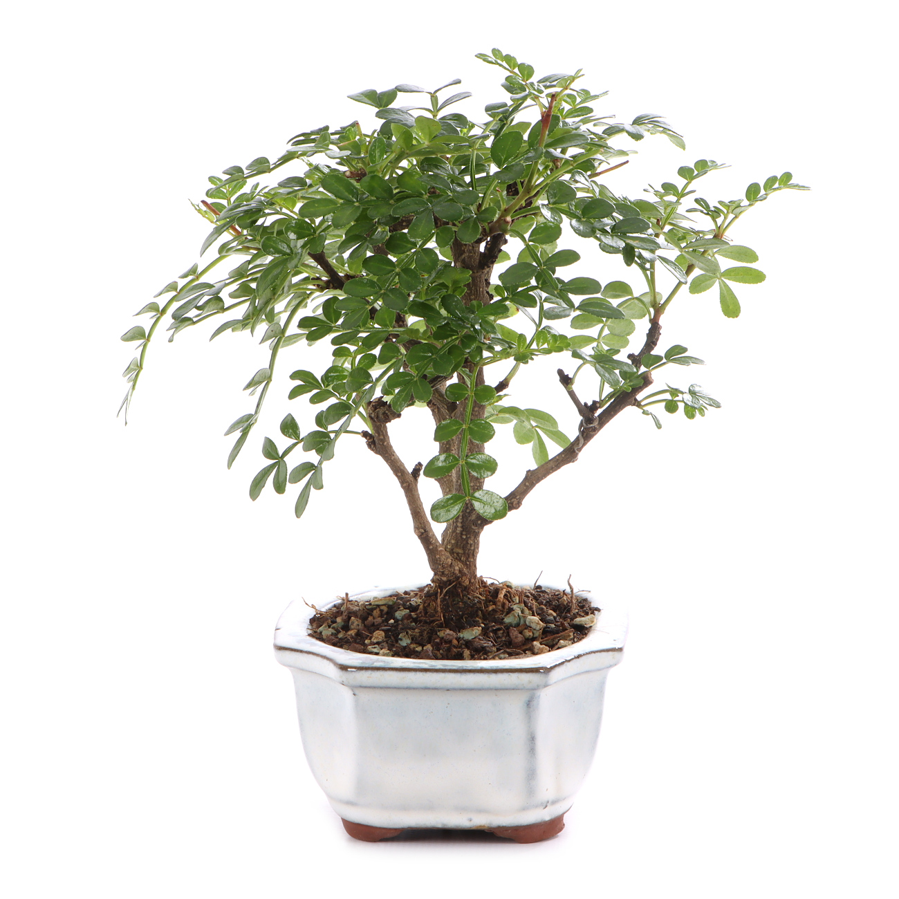 Zanthoxylum spec.