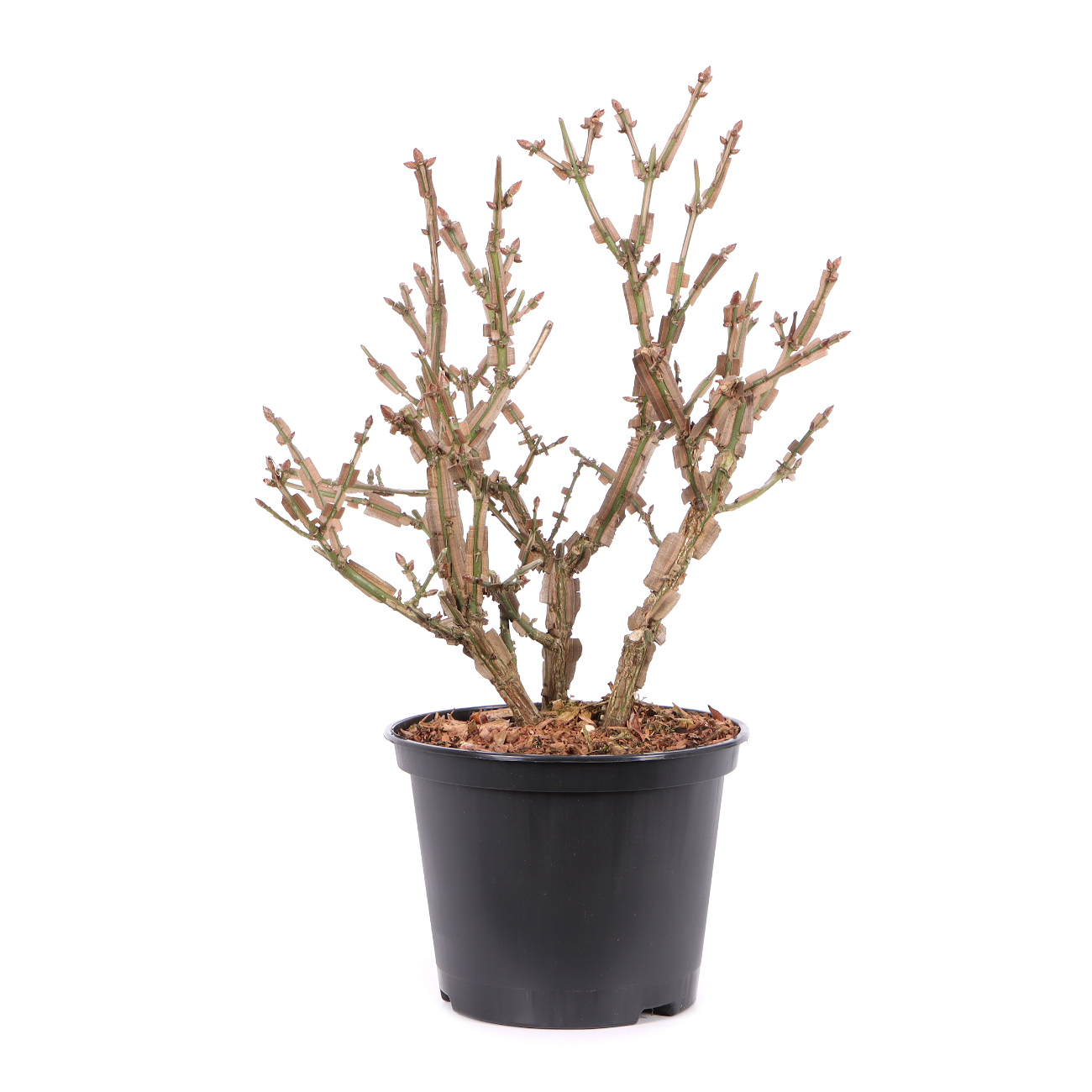 Euonymus alatus