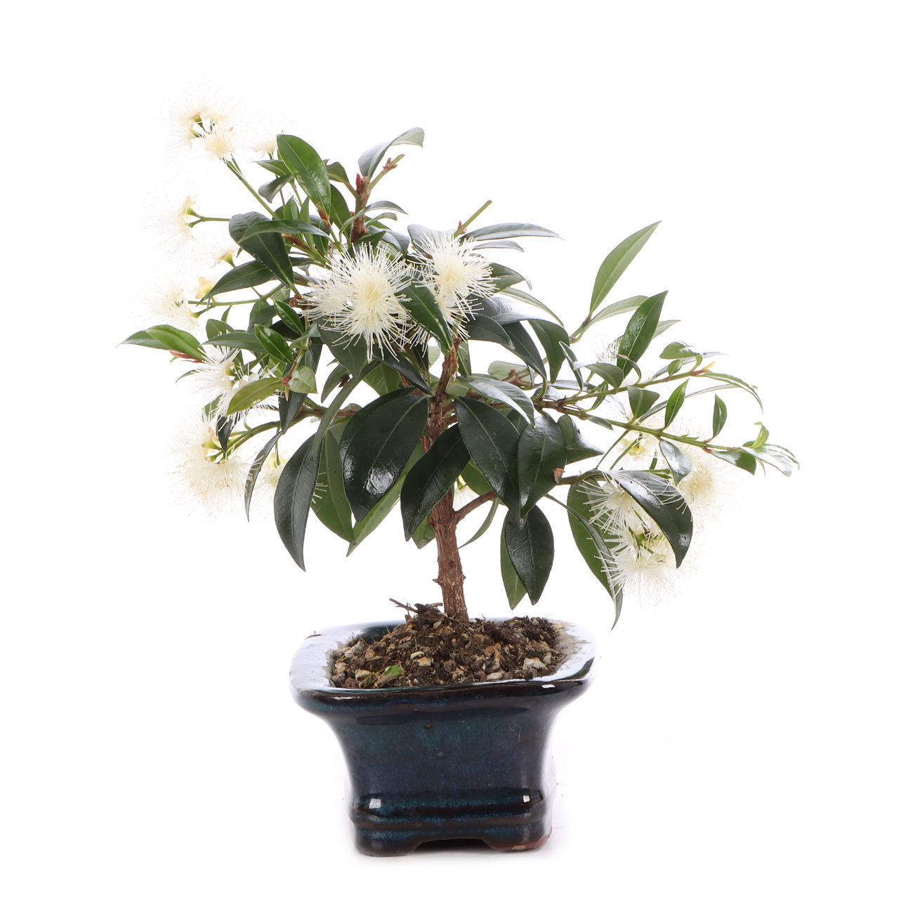 Syzygium paniculatum