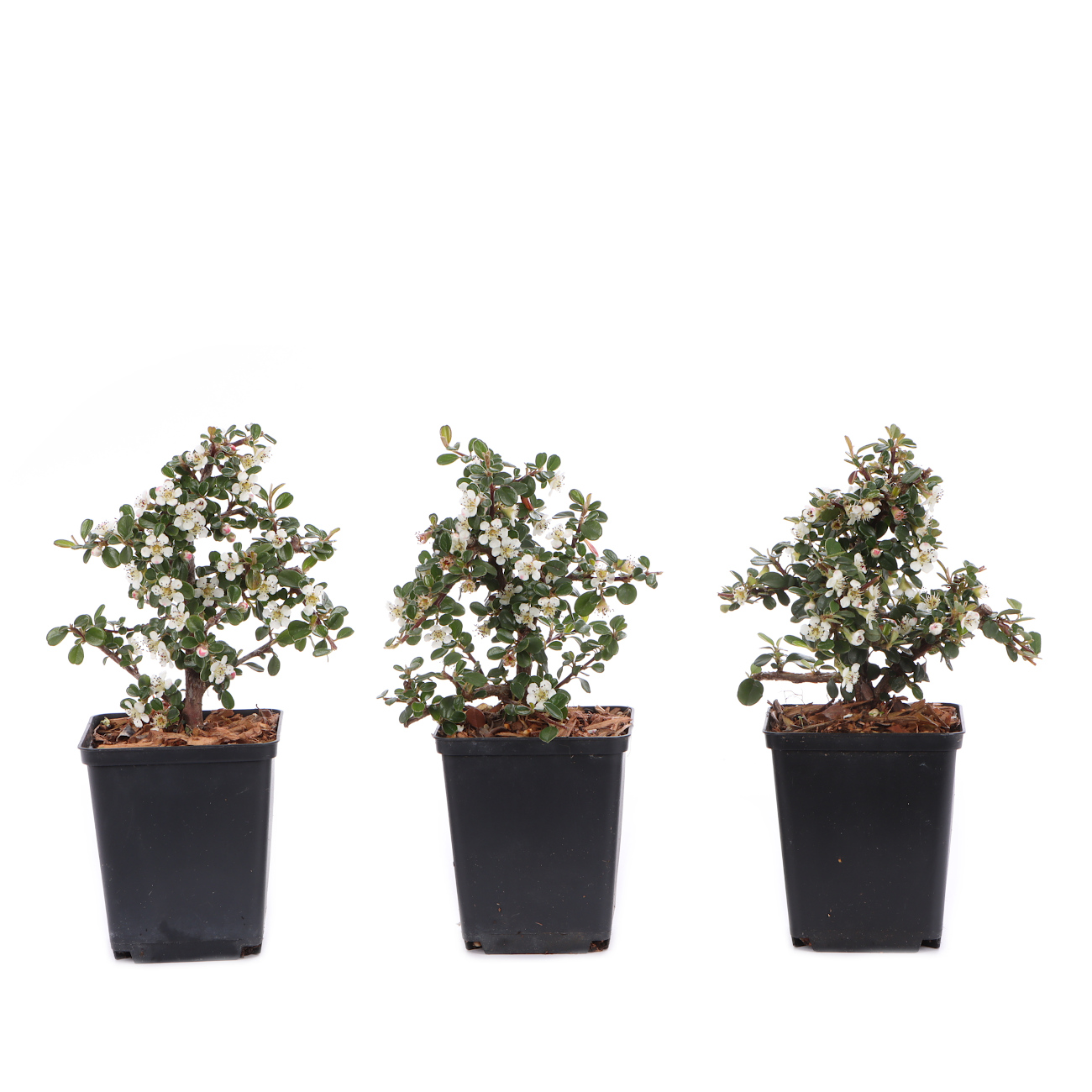 Cotoneaster microphyllus 'Cochleatus'