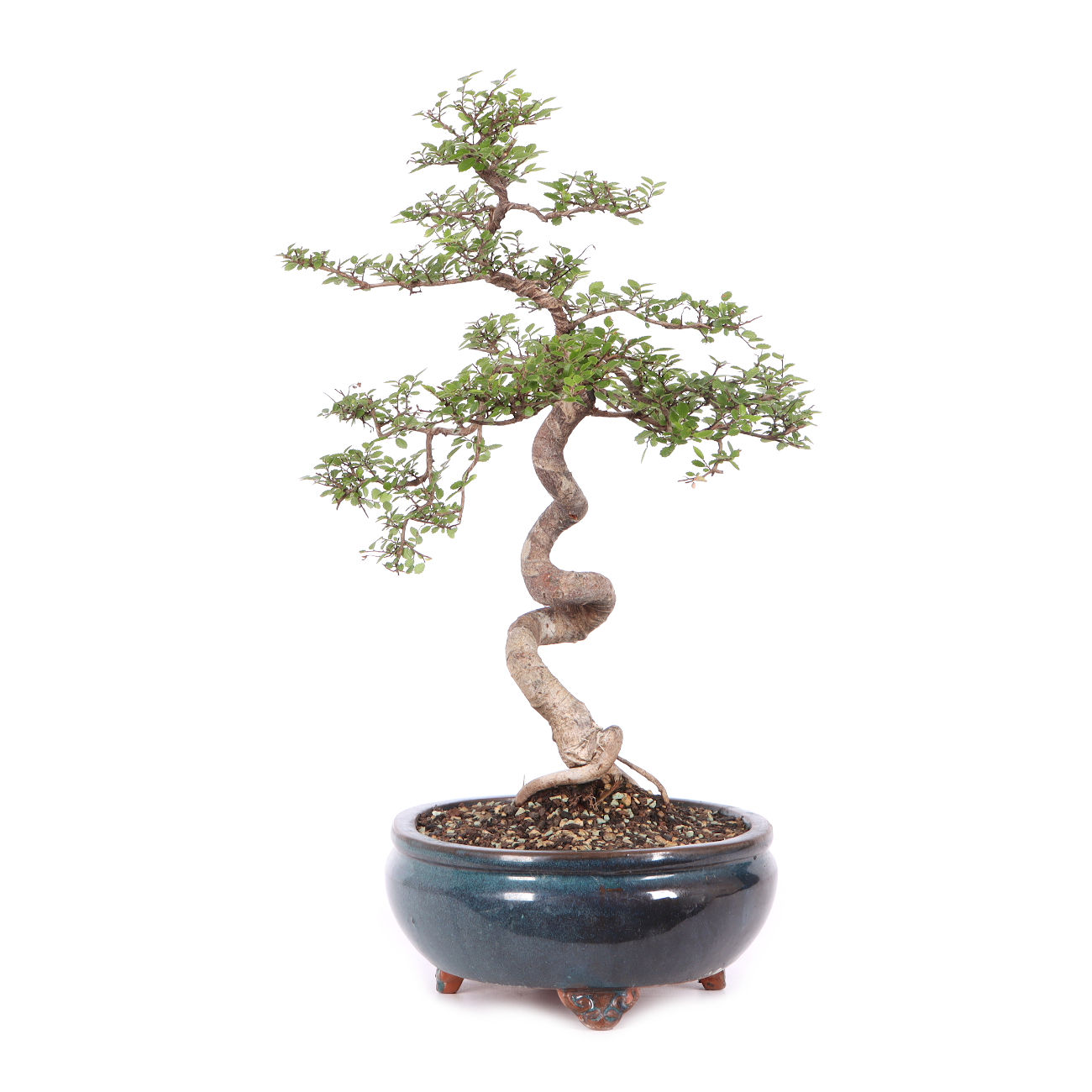 Ulmus parvifolia
