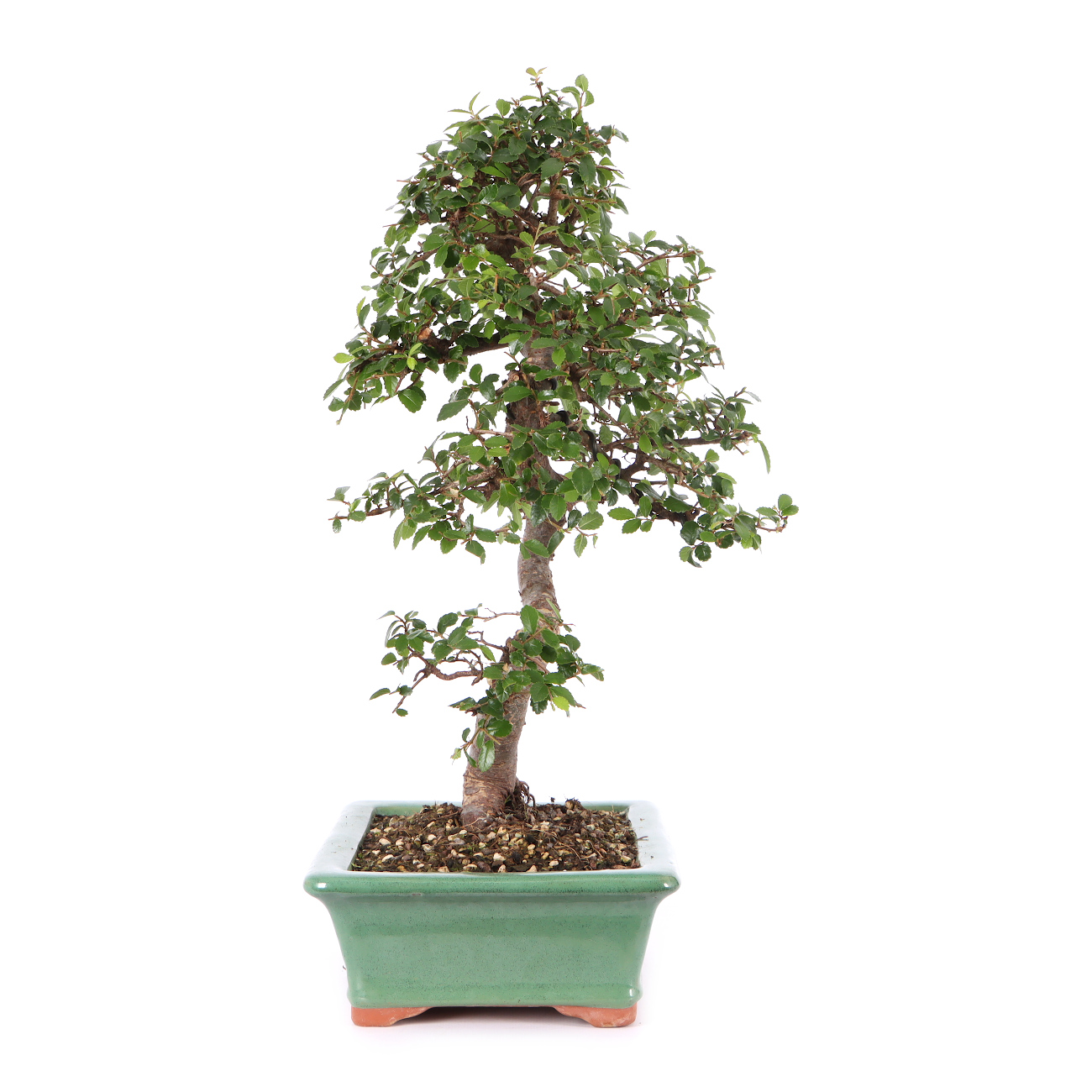 Ulmus parvifolia