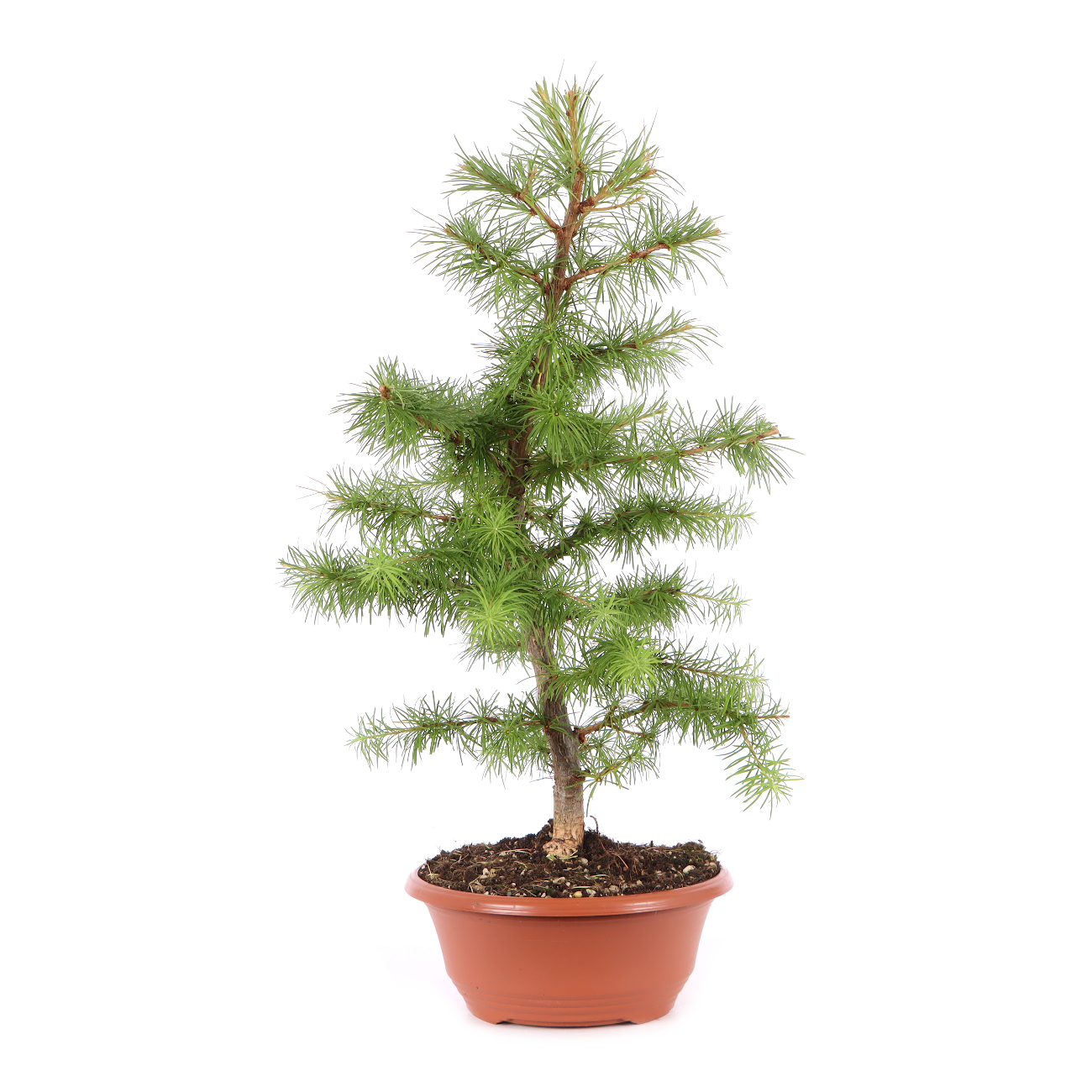 Larix kaempferi