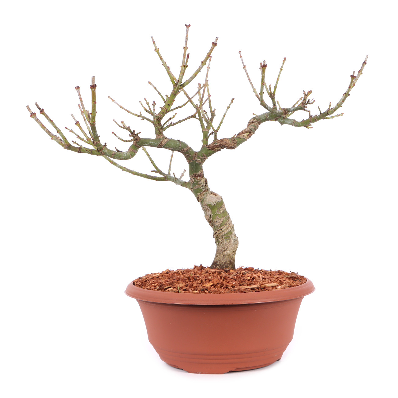 Acer palmatum 'Shishigashira'