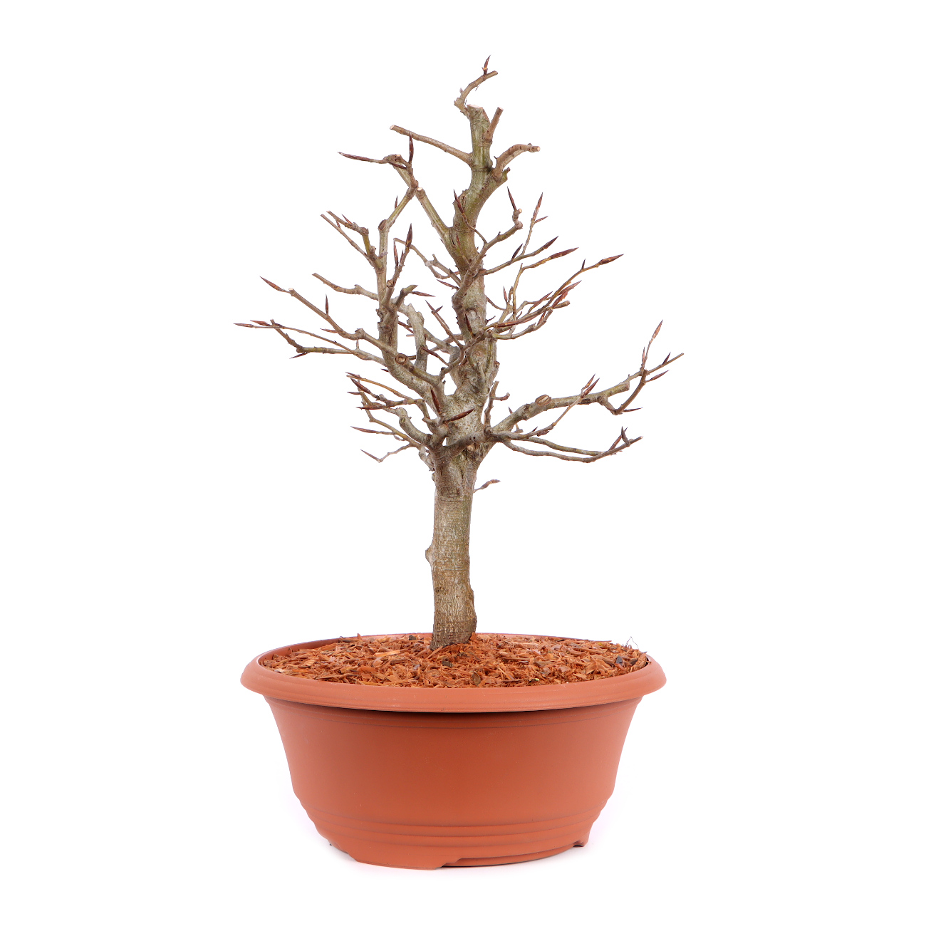 Seitenansicht rechts