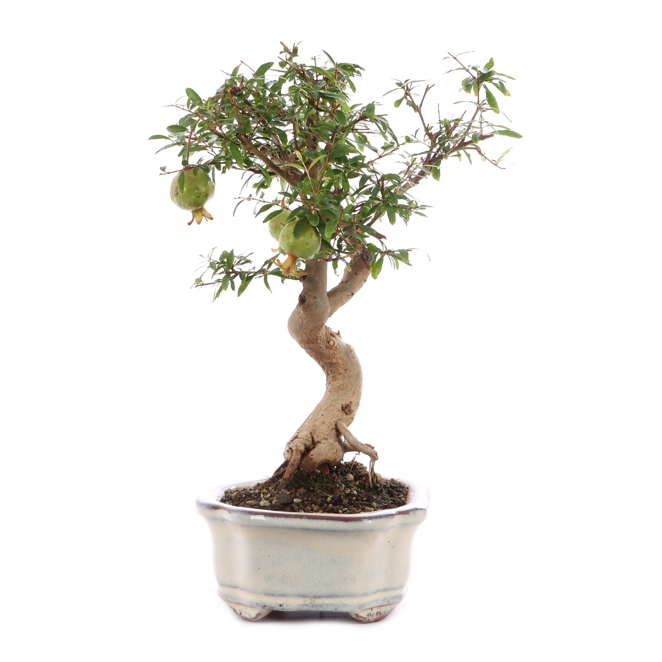Punica granatum 'Nana'