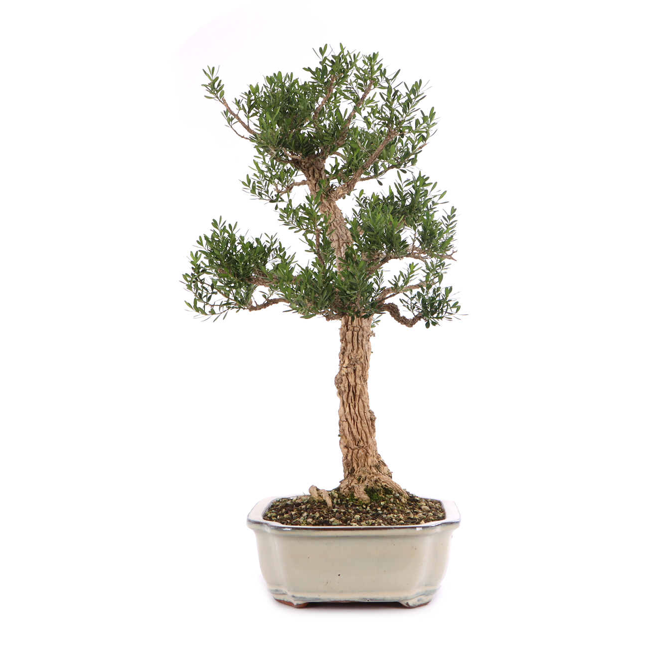Buxus sinica var. sinica