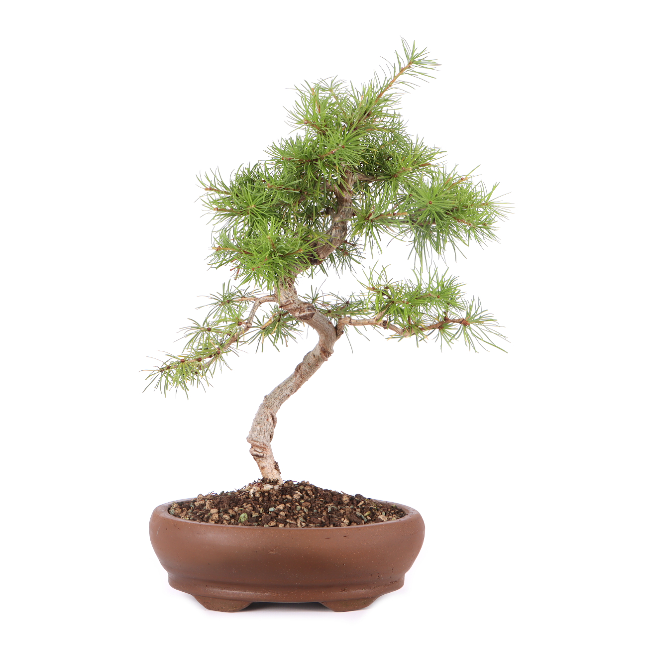Larix kaempferi