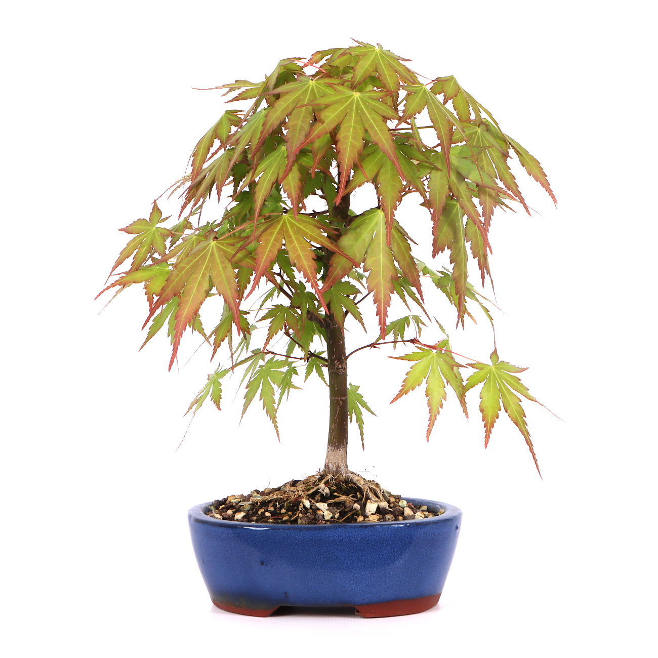 Acer palmatum