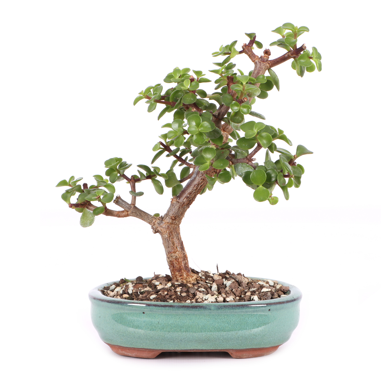 Portulacaria afra