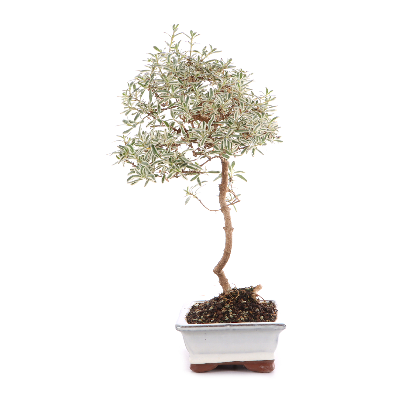 Coprosma x kirkii 'Variegata'