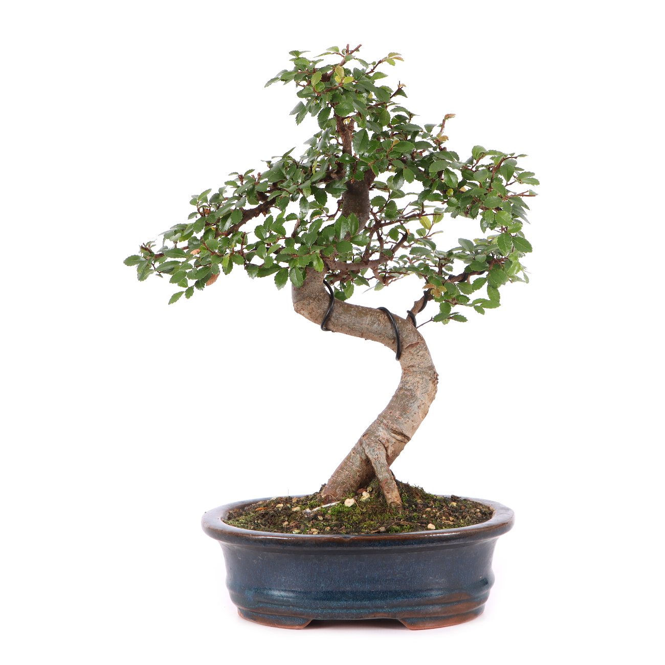 Ulmus parvifolia