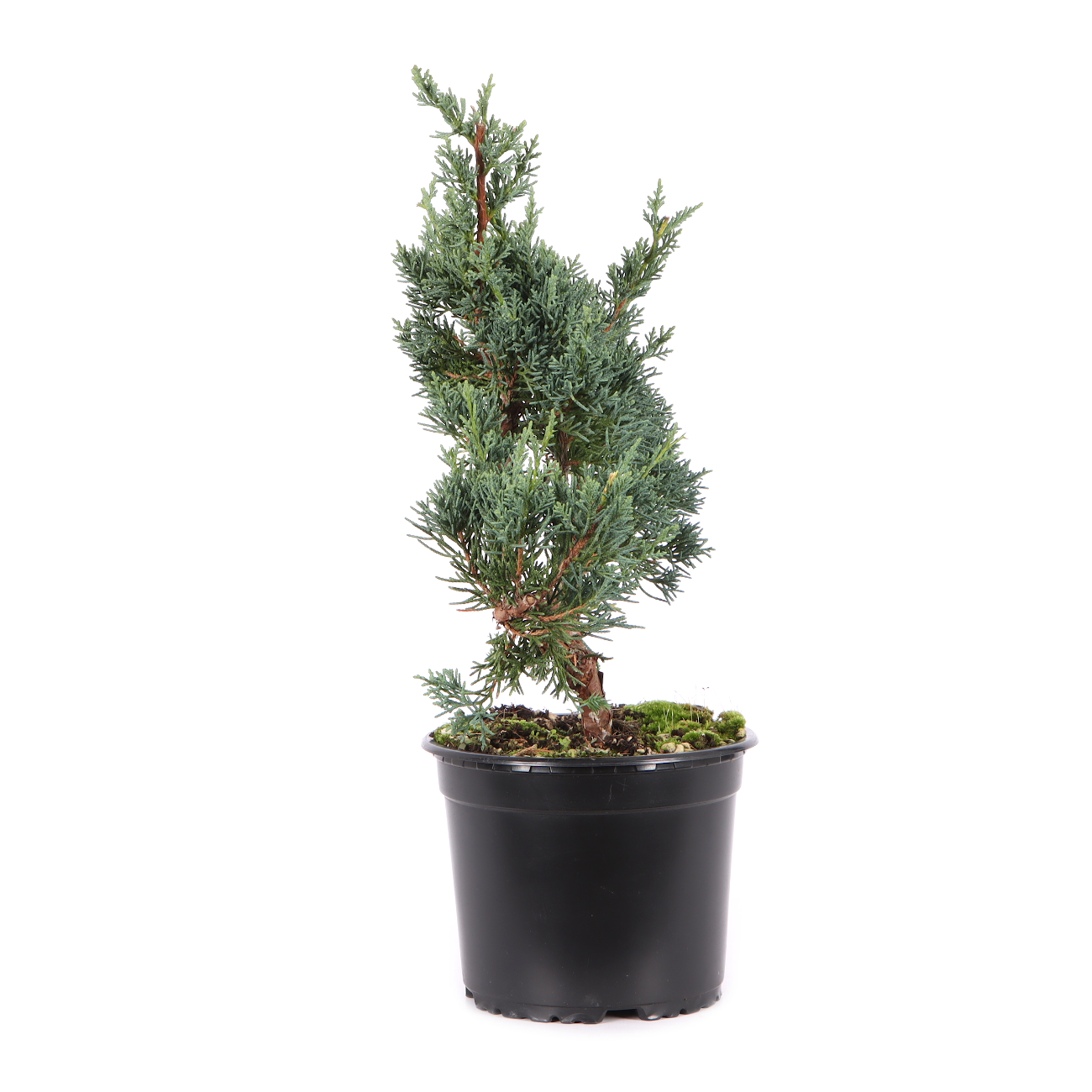 Juniperus chinensis ‘Blaauw‘