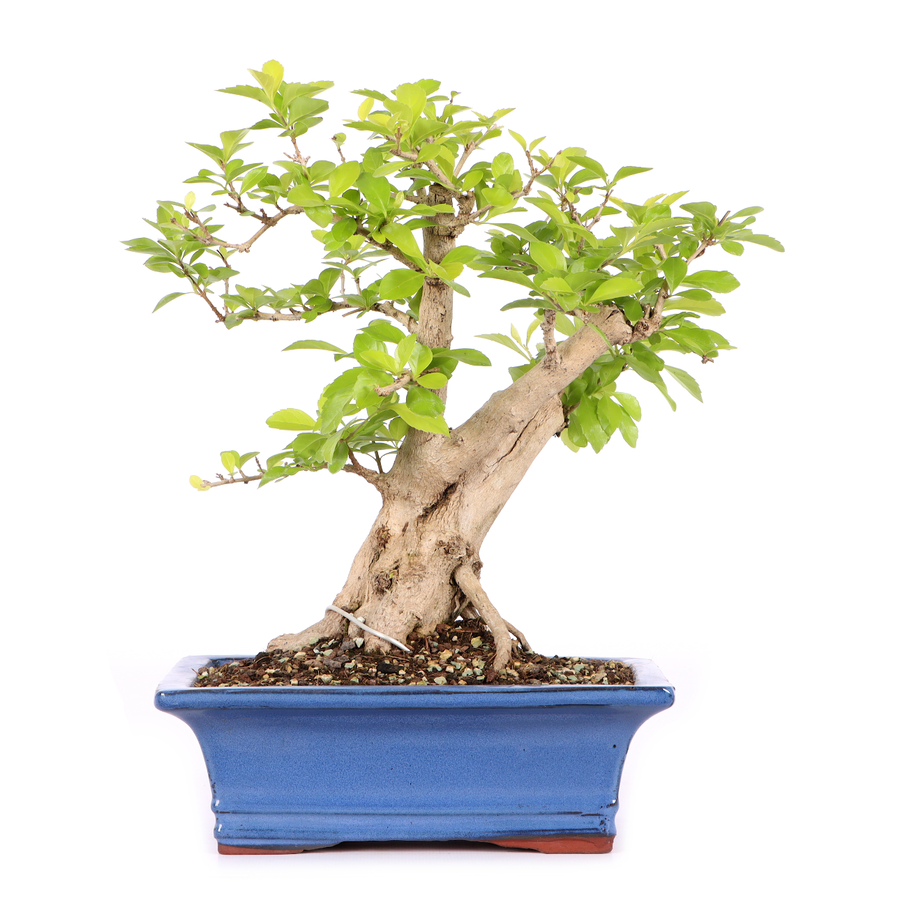 Duranta erecta