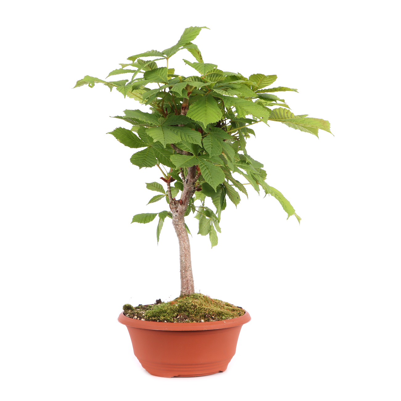 Aesculus hippocastanum
