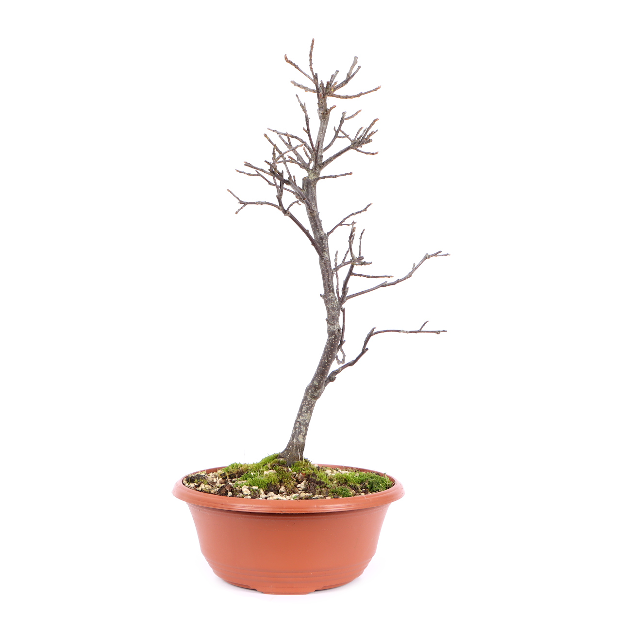 Seitenansicht rechts