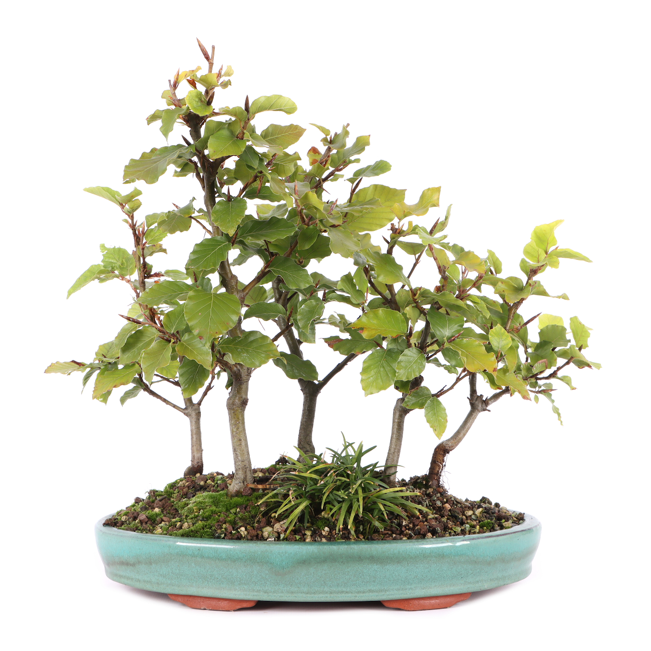Fagus sylvatica