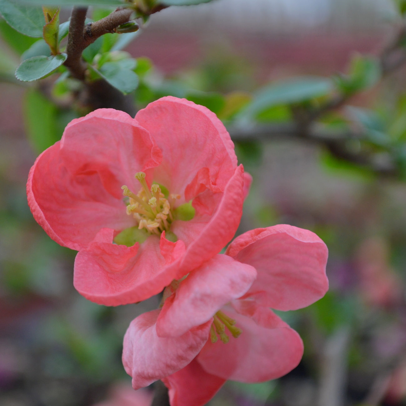 Blüte