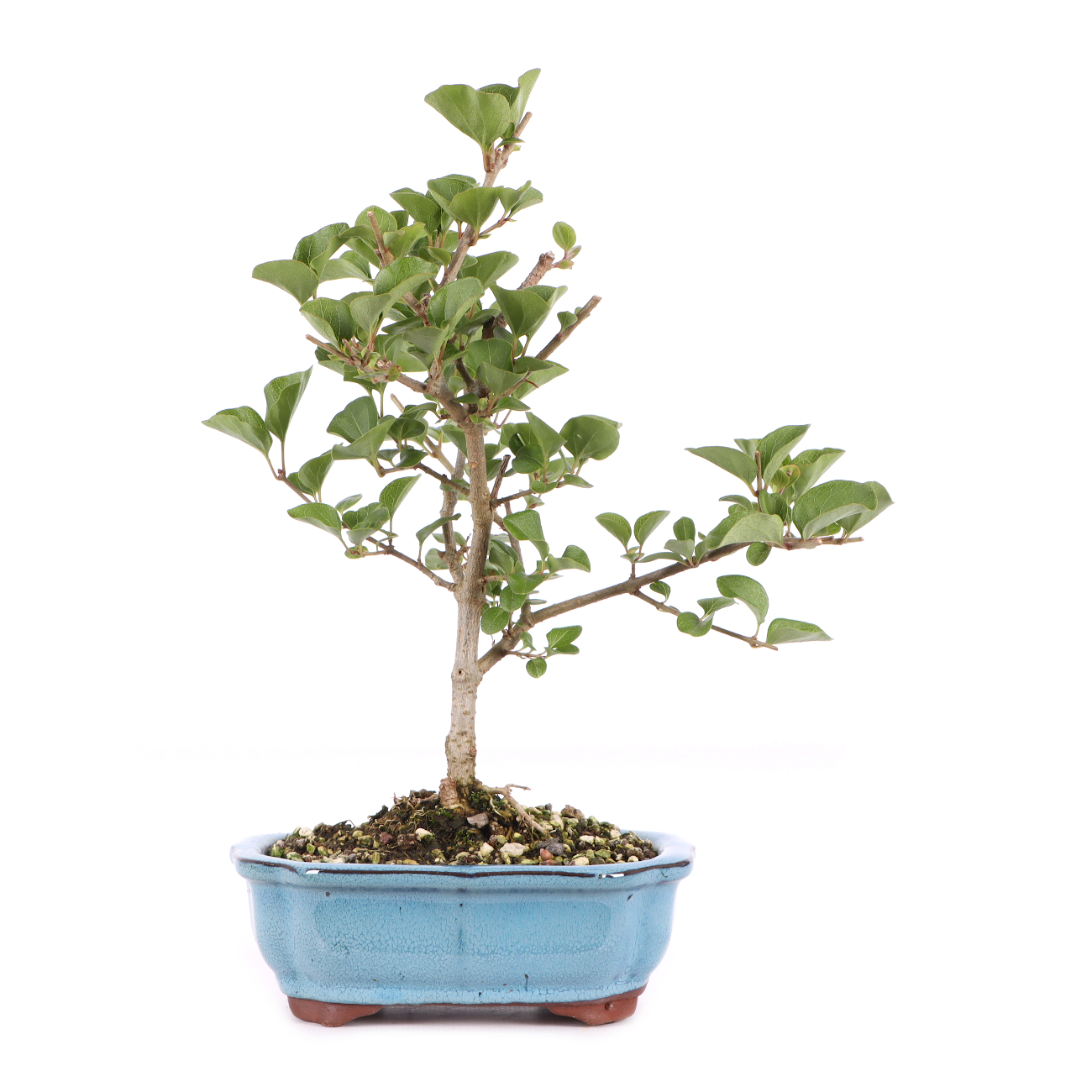 Syringa meyeri 'Palibin'