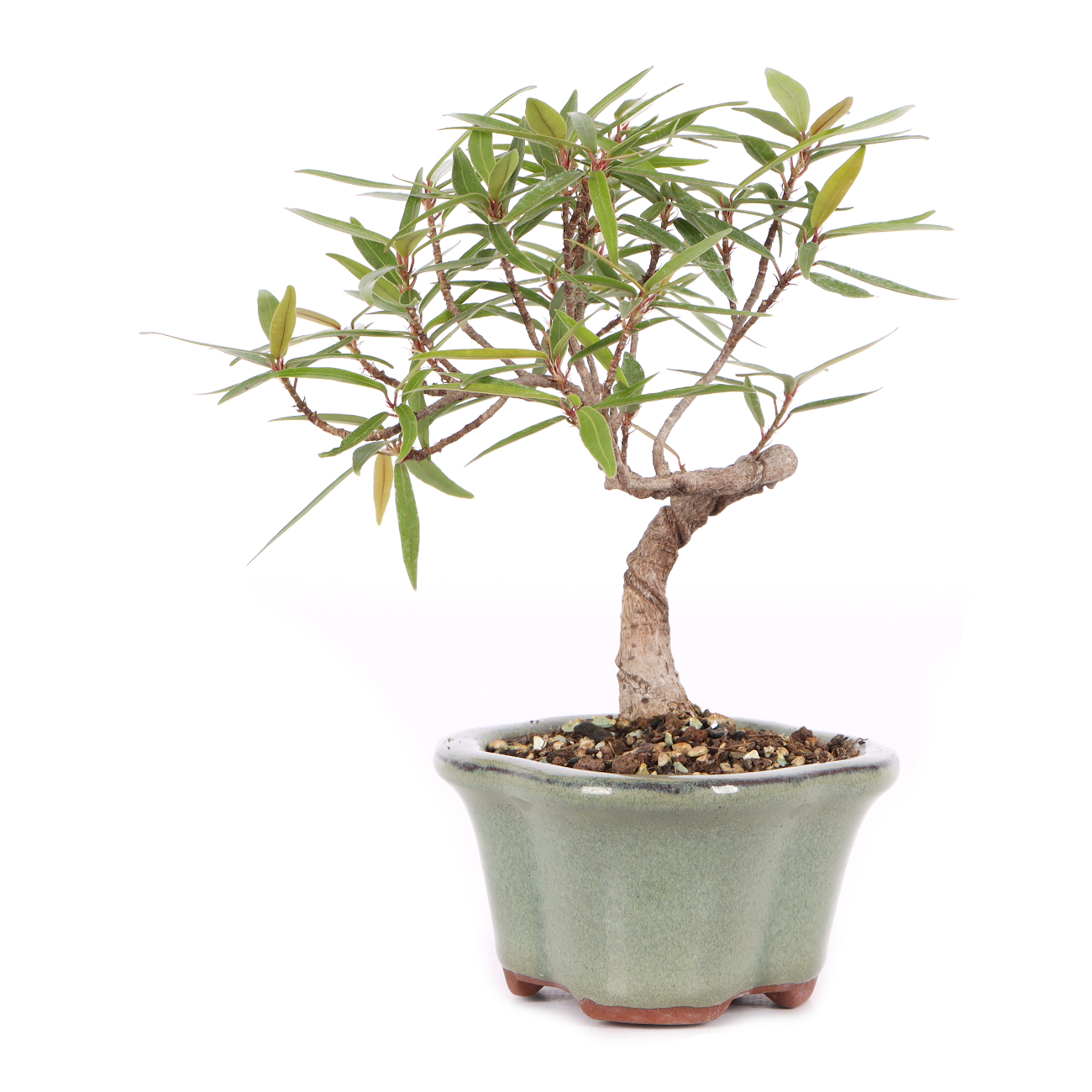 Ficus sikkimensis