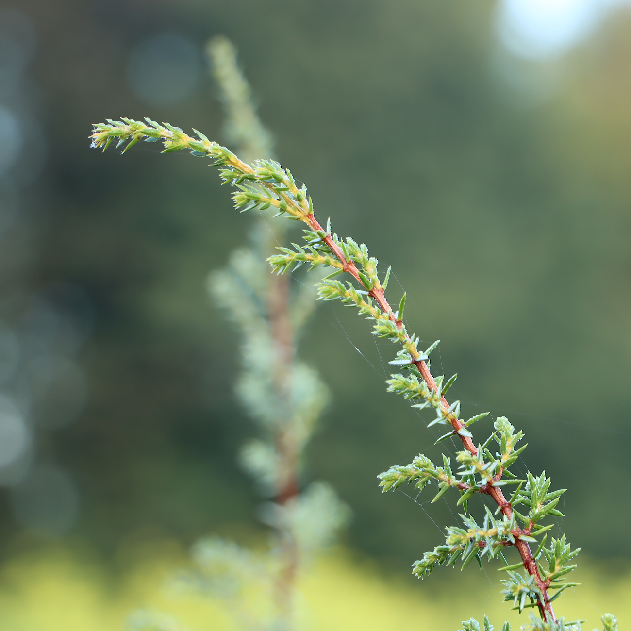 Juniperus communis 'Meyer'
