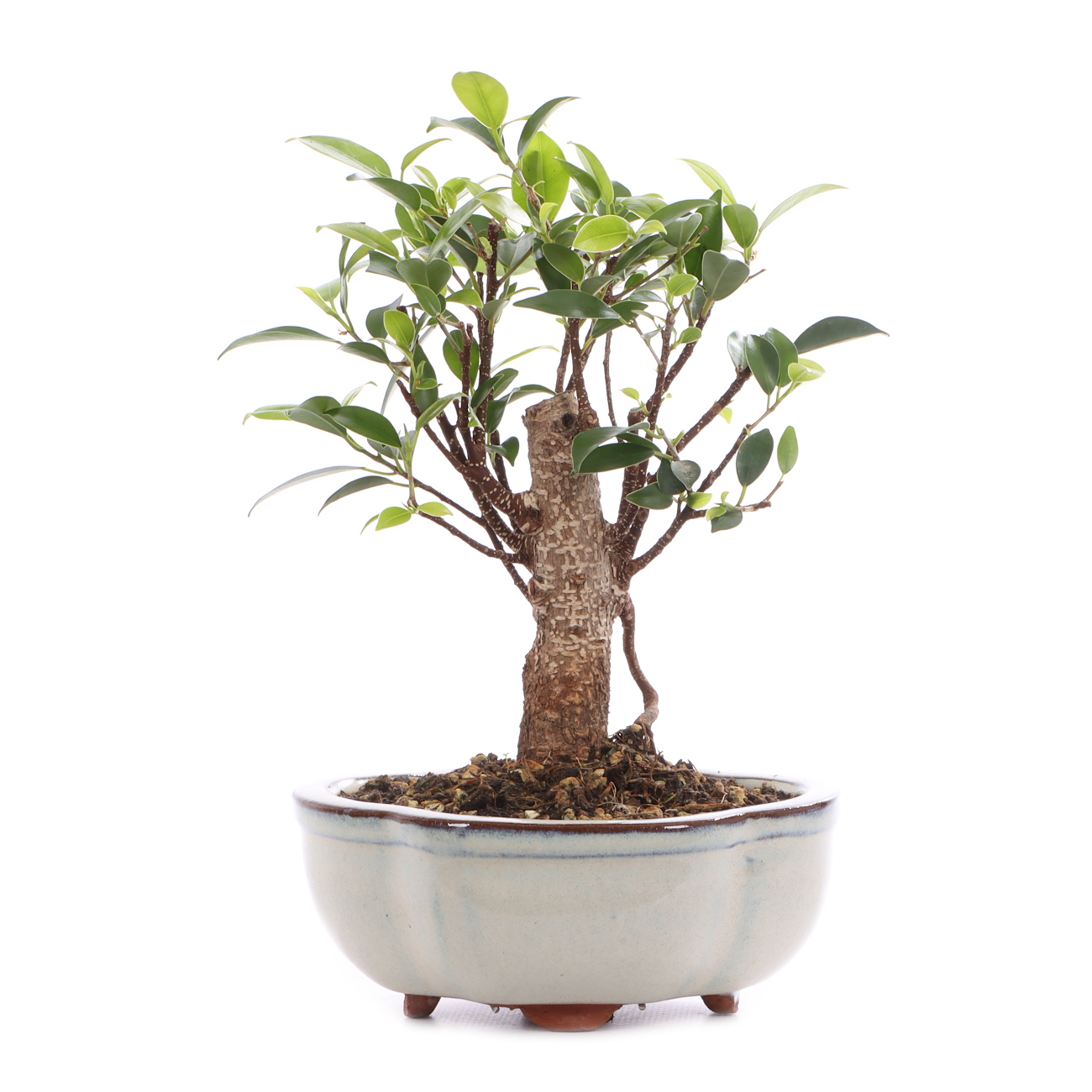 Ficus microcarpa 'Tiger Bark'
