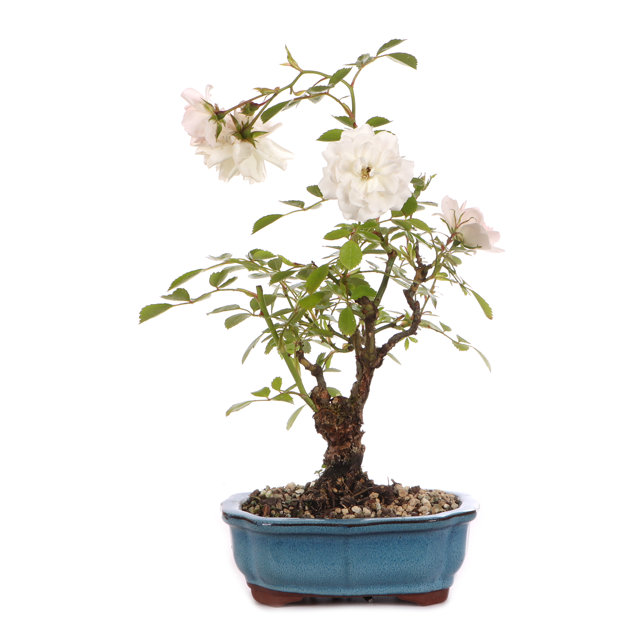 Rosa spec. - weiß