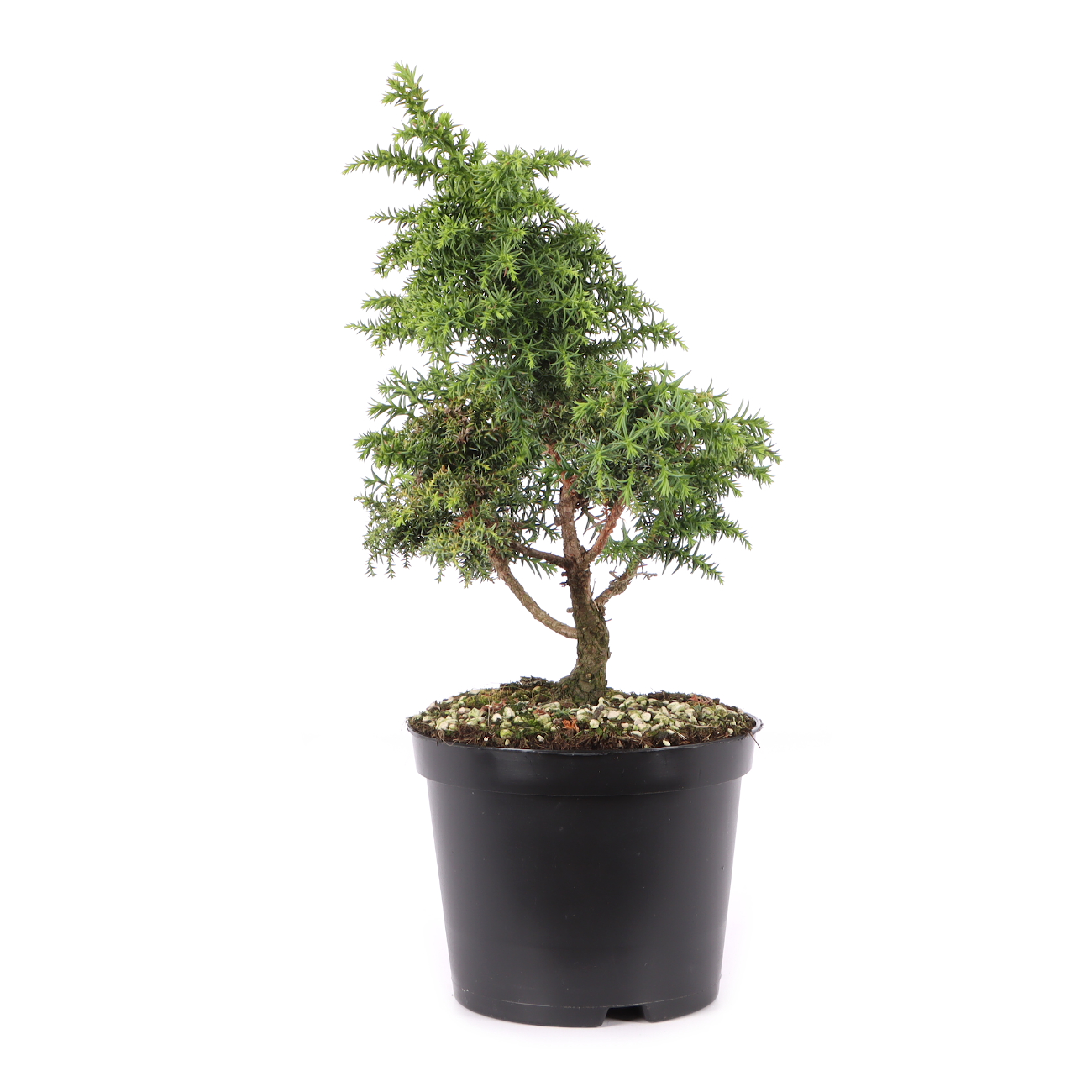 Cryptomeria japonica 'Yokohama'