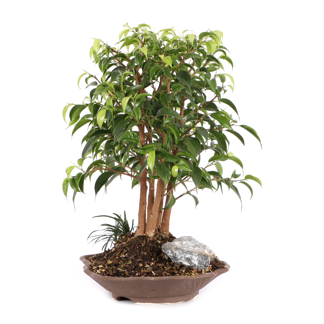 Ficus benjamina 'Natasja'