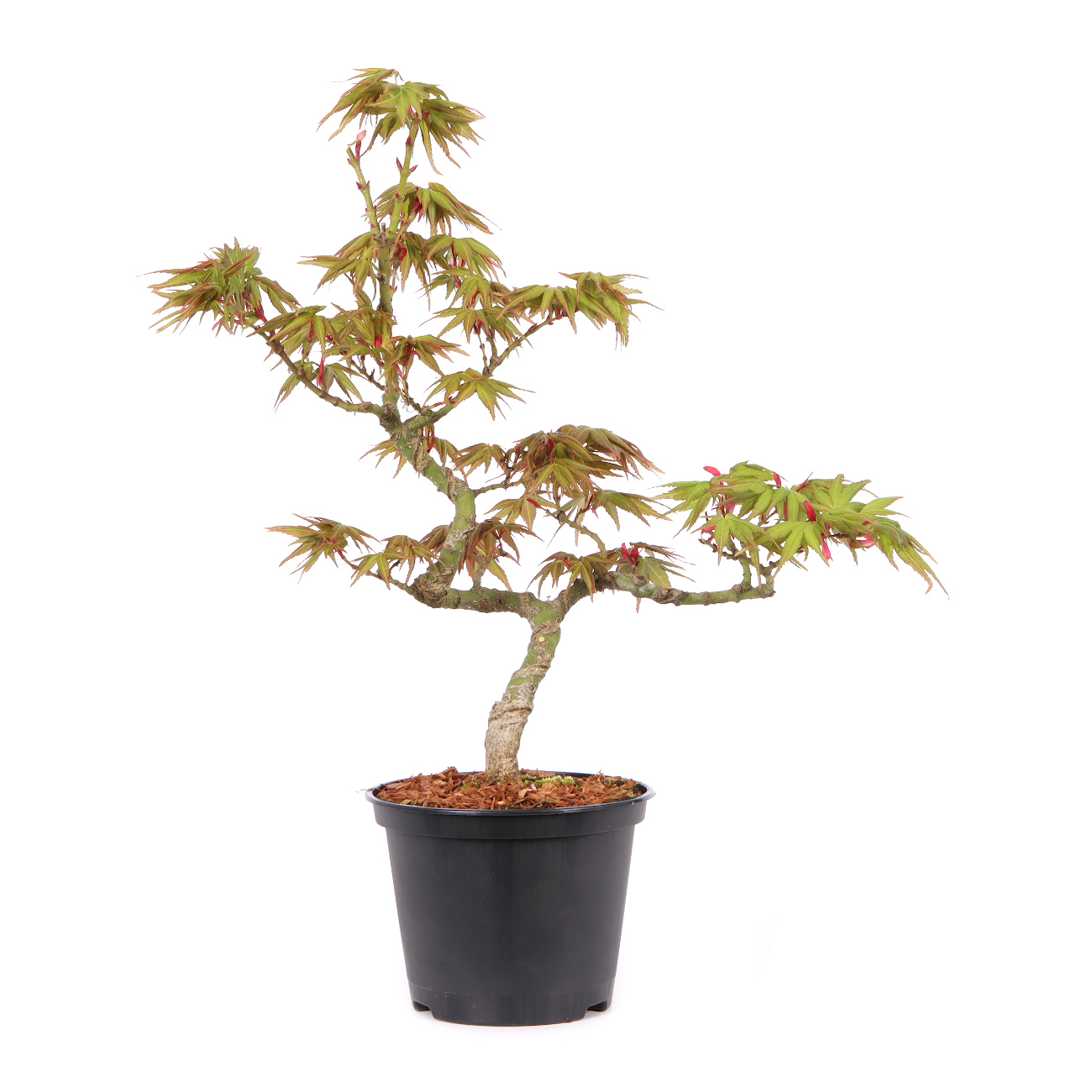 Acer palmatum 'Mikawa Yatsubusa'