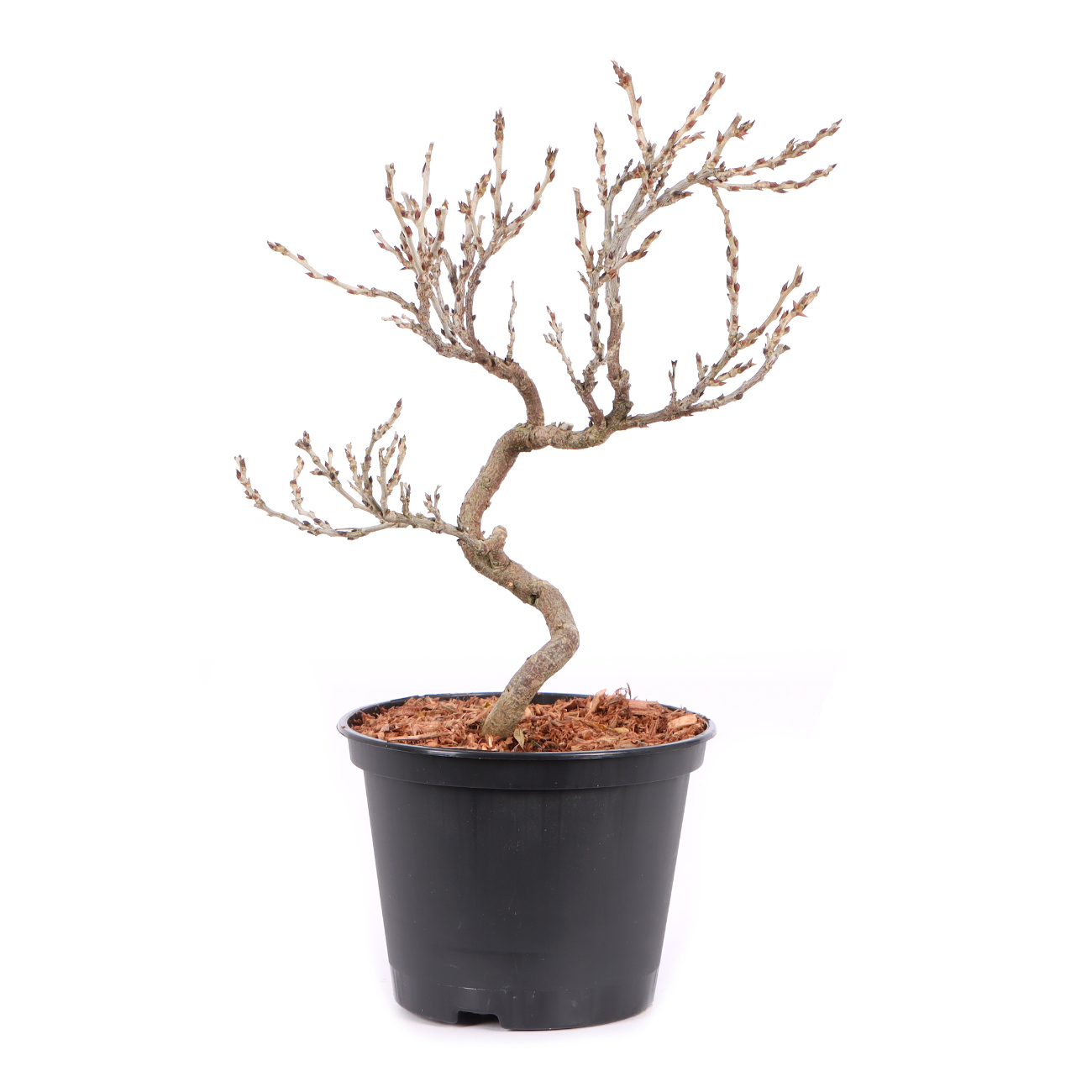 Millettia japonica 'Hime Fuji'