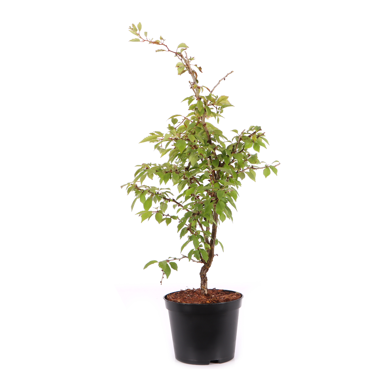 Prunus incisa 'Kojou-no-mai'