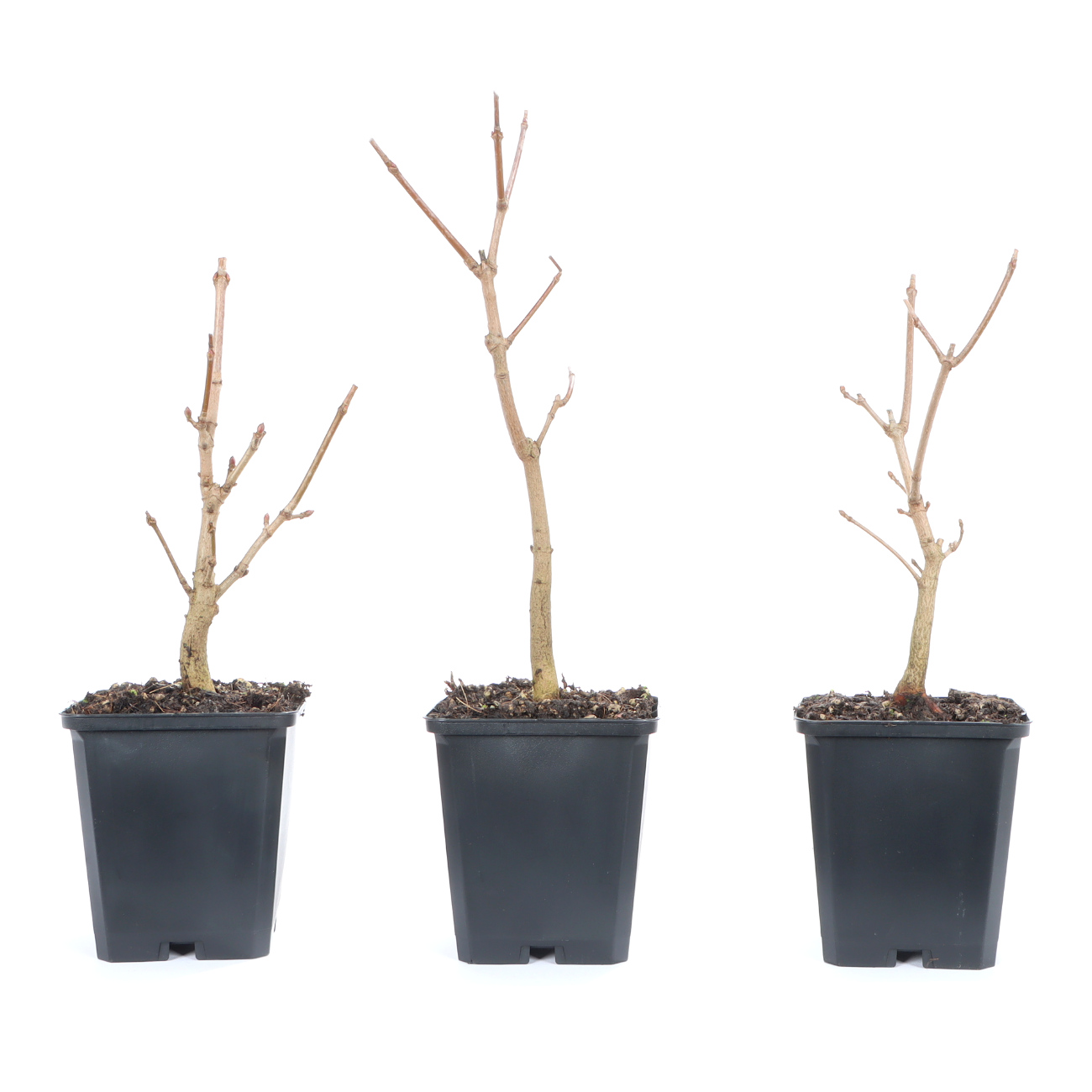Acer platanoides