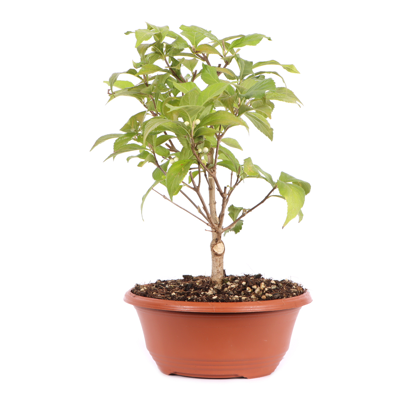 Seitenansicht rechts