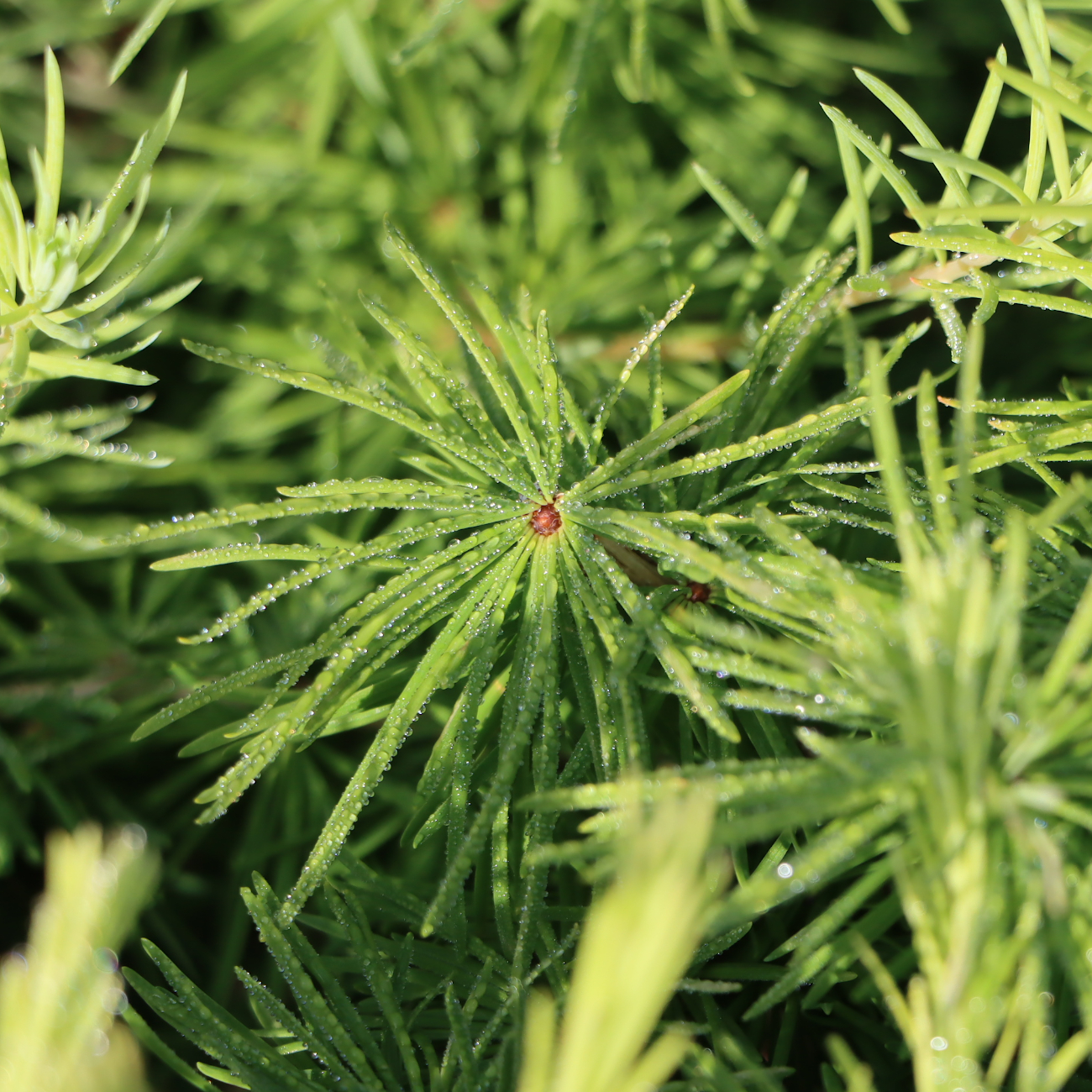 Larix decidua