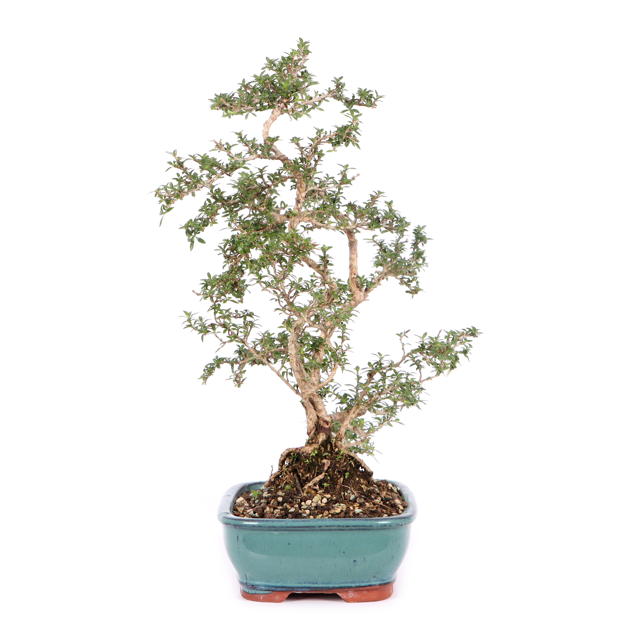Serissa foetida 'Micro'