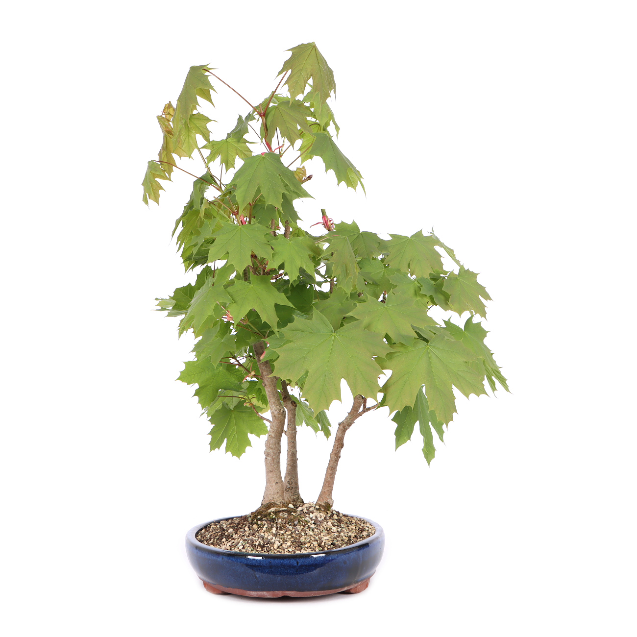 Acer platanoides