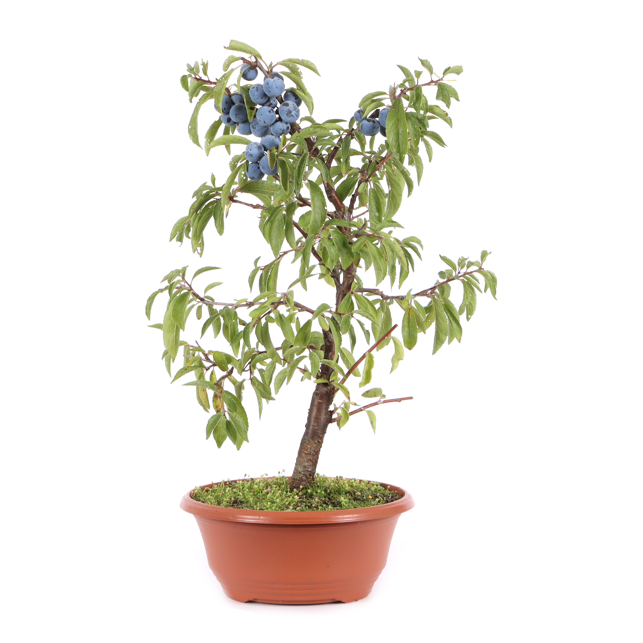 Prunus spinosa