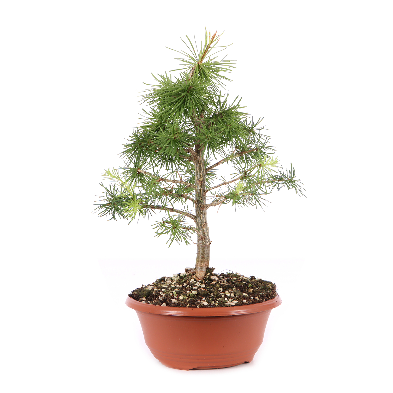 Larix decidua