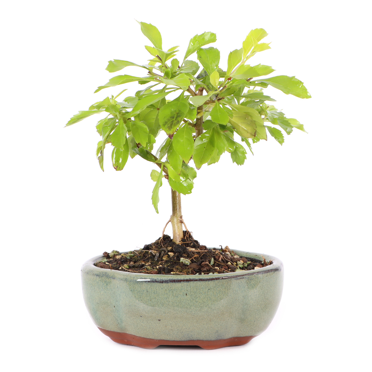 Duranta erecta